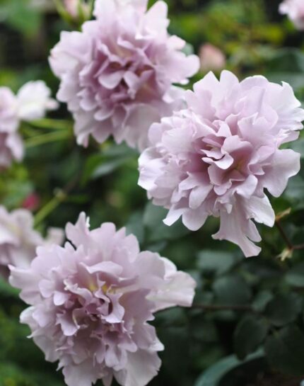 TILIA-Japānas 2. gad.