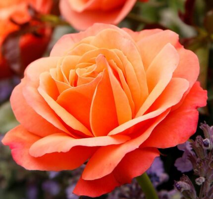 CORAL LIONS ROSE