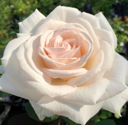 GRAFIN ELKE ZU RAUNTZAU -2. gad.