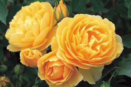 Krūmroze 725-2.gad.