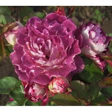 HUDDERSFIELD CHORAL SOCIETY