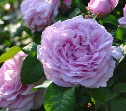 LE CIEL BLEU- japānas