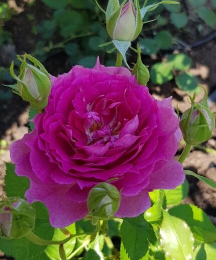 PRINCESSE D ORIENT SHEHERAZAD