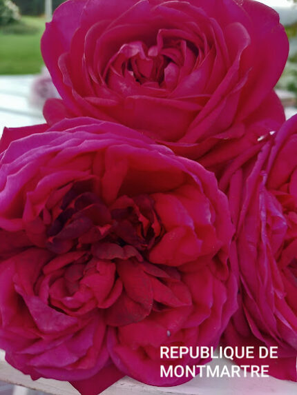 REPUBLIQUES DE MONMARTINE