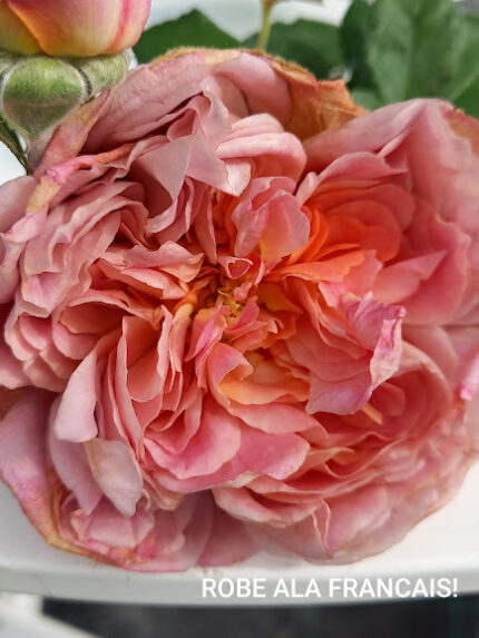 ROBE ALA FRANCAISE