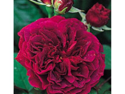 Astrid Grafin Von Hardenberg