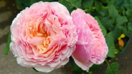 Delicious Gourmandise