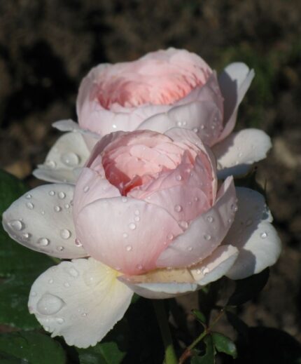 Krūmroze 722- 2. gad.