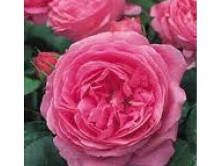 Louise Odier(vēsturiskā)