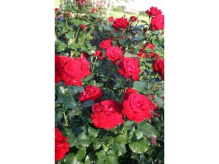 Lubecker Rotspon -2.gad.