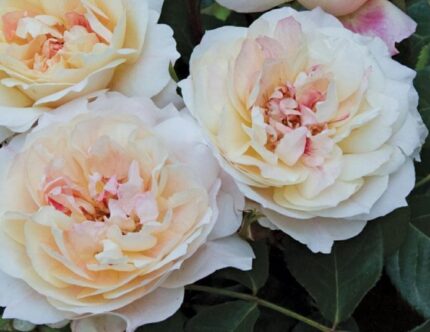 MICOL FONTANE- 2. gad.