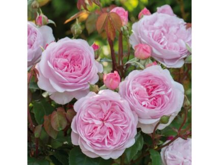 Krūmroze 739  -2.gad.