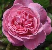 Rosengrafin Marie Henriette