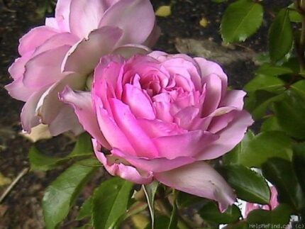 Roseraie de Chatelet