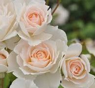 SWEET BLONDIE 2.gad.