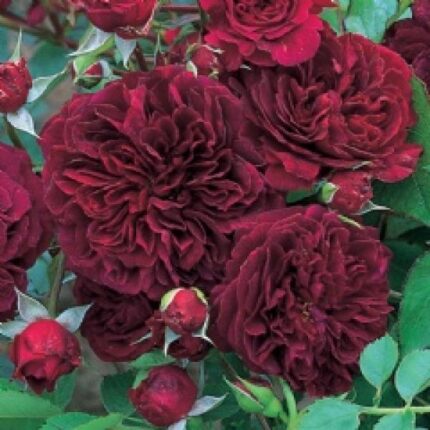 Krūmroze 765 - 2. gad.