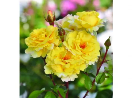 NADINAZEROUALI- ēdamā