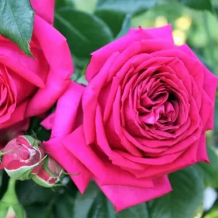 REGIS MANRCON - 2. gad.